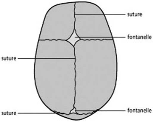 A diagram of a skull showing the different areas of a child's skull