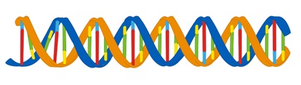 An image illustrating a strong of DNA.