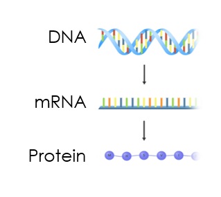 An image illustrating the differing strands of DNA, mRNA and Protein.