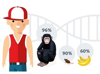 image illustrating how much DNA humans share with chimpanzees, mice and bananas.