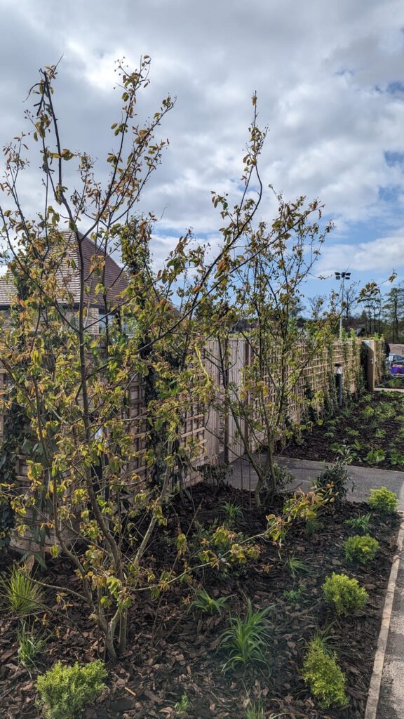 Another angle of the shrubbery around the Alder Centre