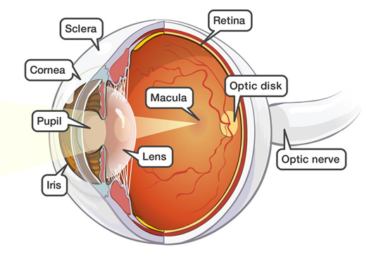 An infographic showing the make up of the human eye